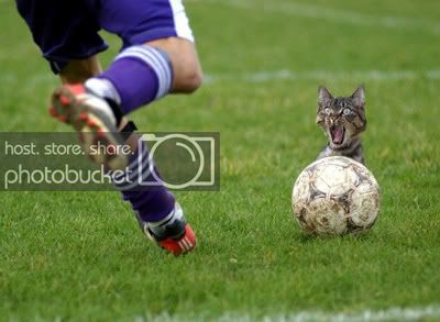 [Obrázek: cat-football.jpg]
